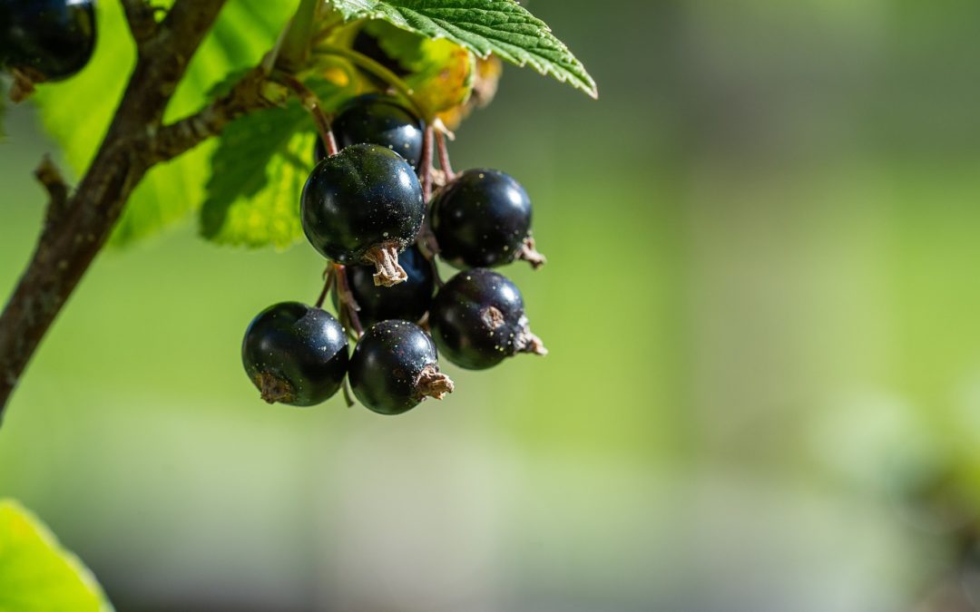 Le bourgeon de cassis : votre allié insoupçonné